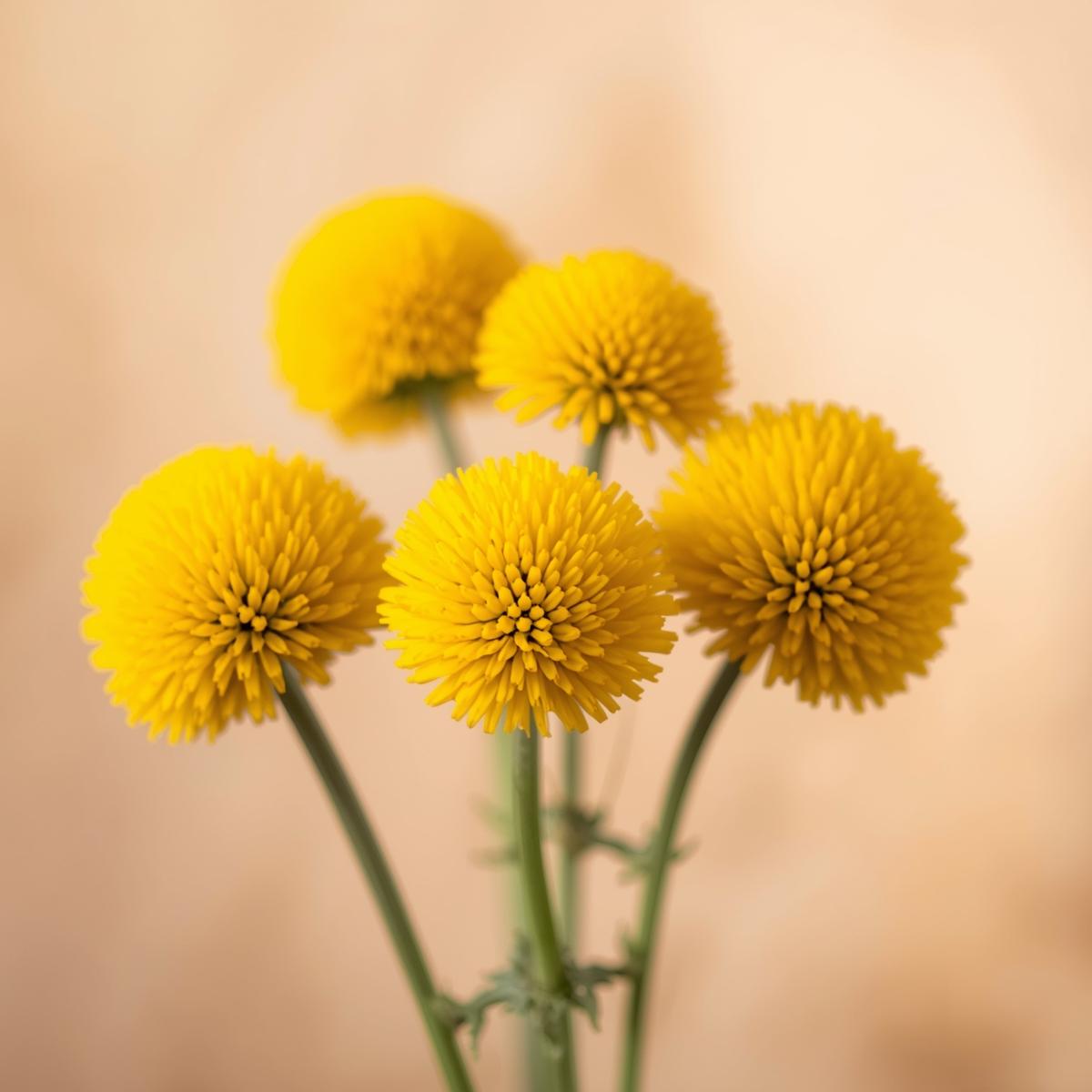 Craspedia (Billy Buttons / Drumsticks)