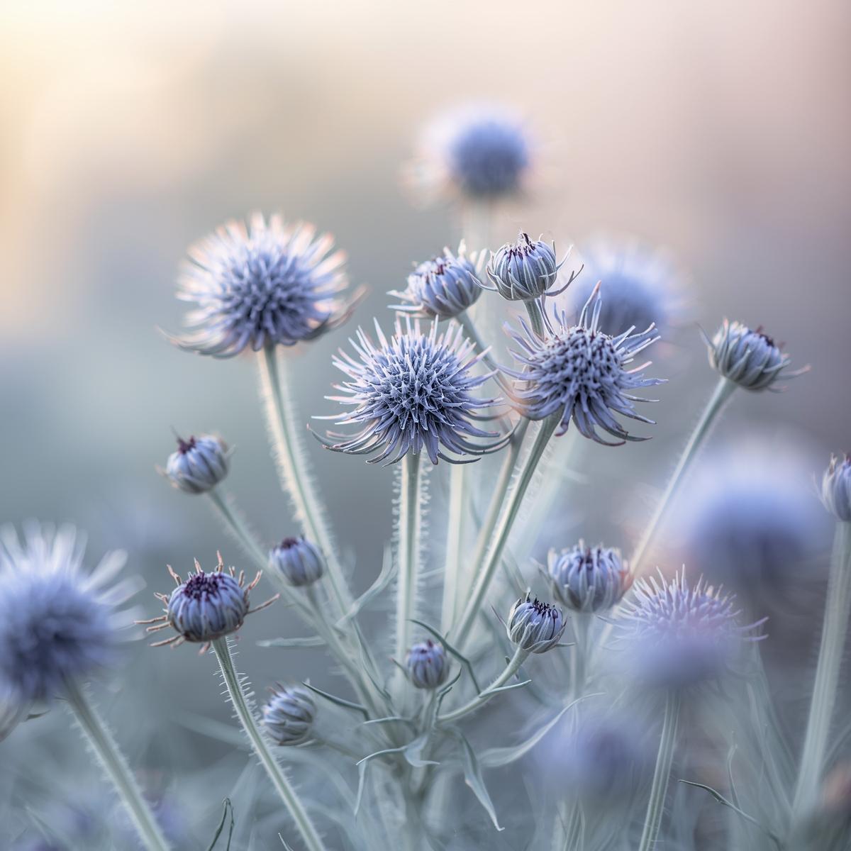 Eryngium (Sea Holly) - Image 2
