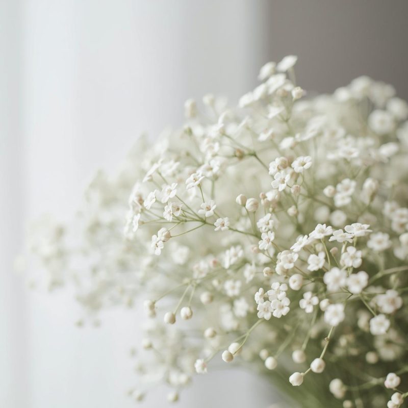 Gypsophila (Baby’s Breath)