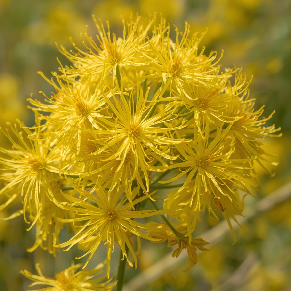 Solidago (Goldenrod) - Image 3