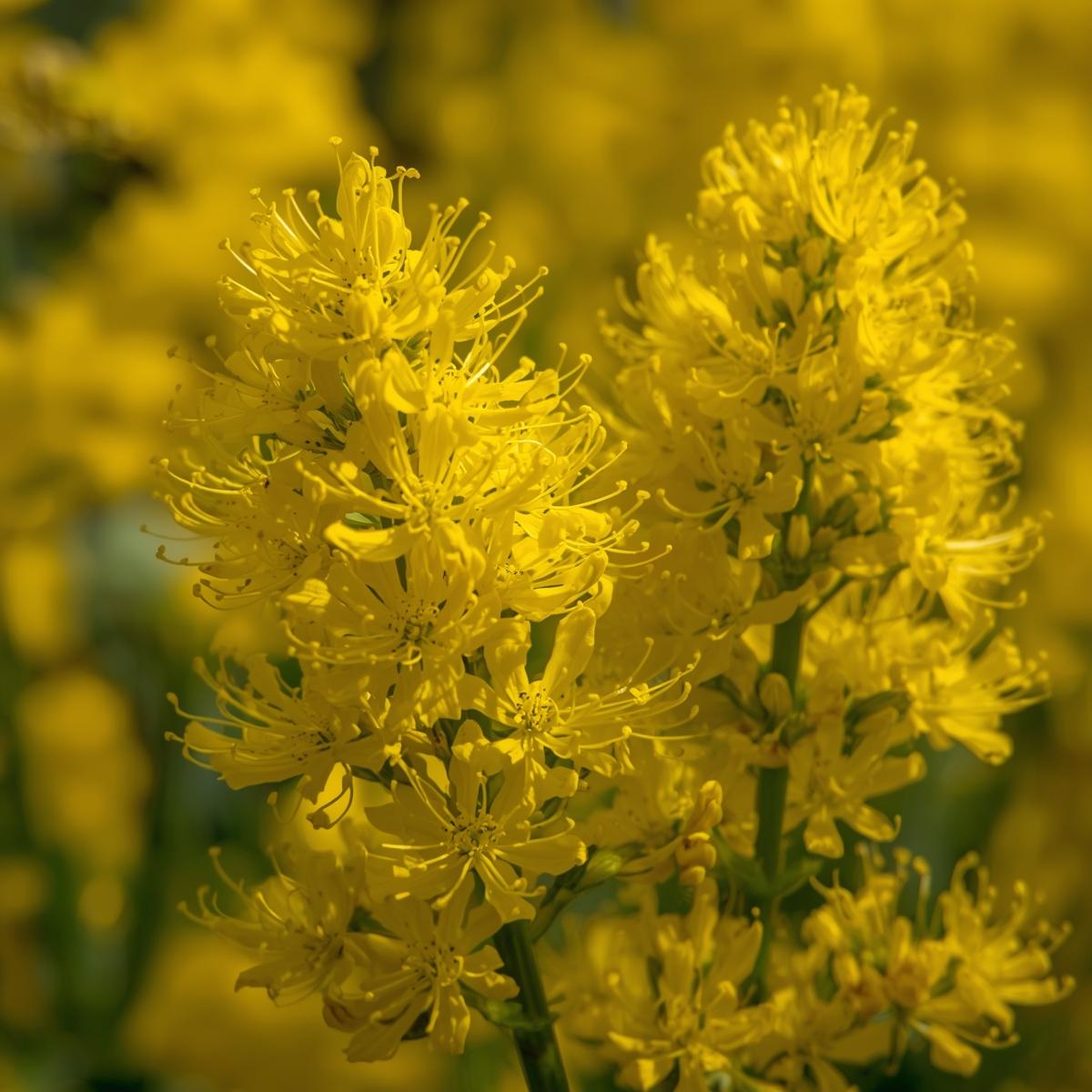 Solidago (Goldenrod) - Image 5
